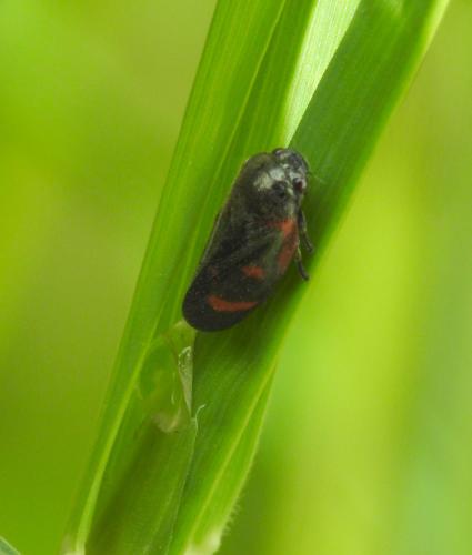 Haematoloma dorsata